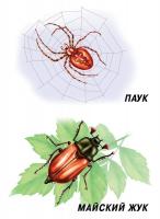 Демонстрационный материал "Насекомые" 12 карточек А4 формата